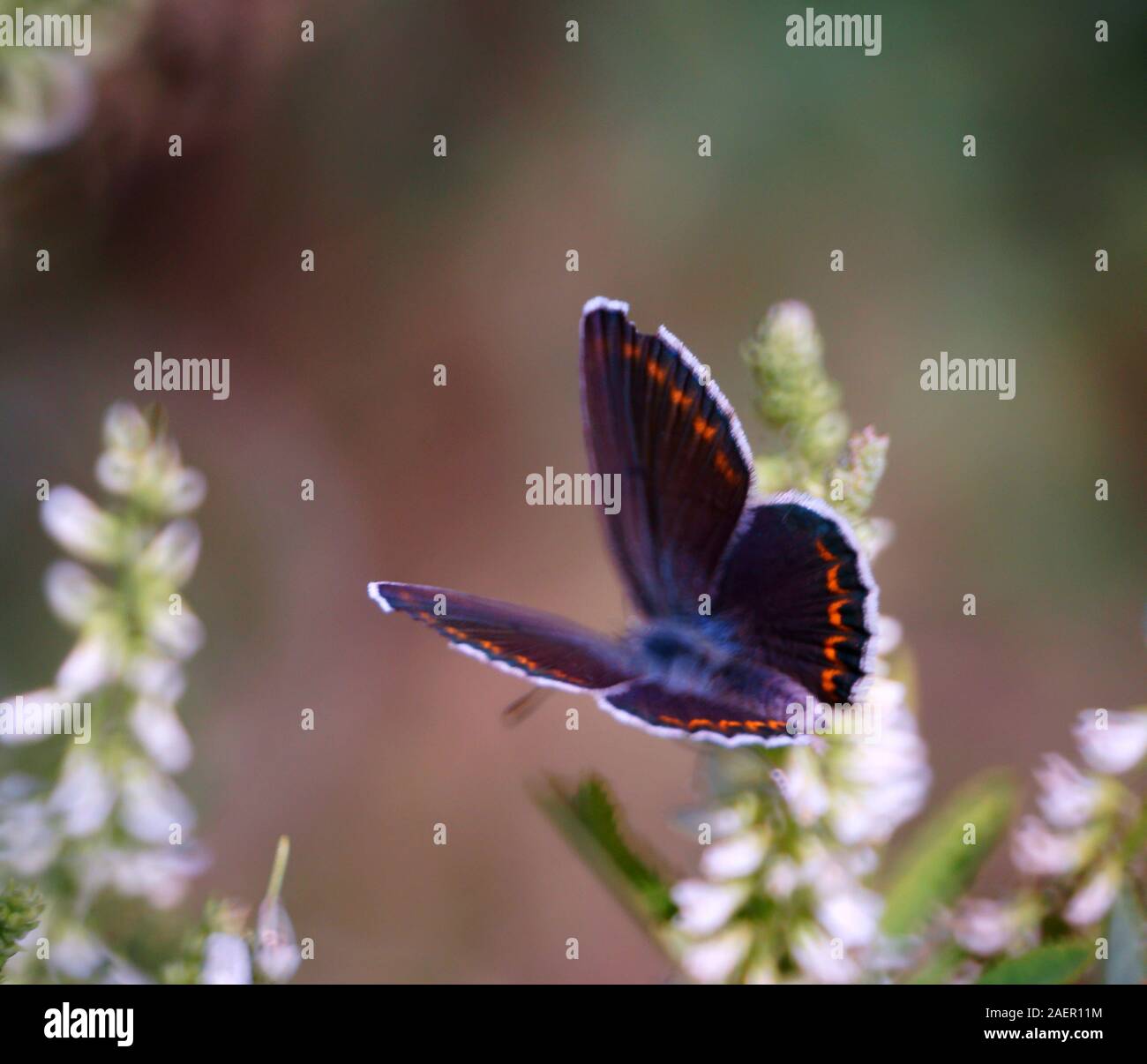 Foto di una stupenda farfalla in natura. Fiori Selvatici. Sfondo naturale. Foto Stock