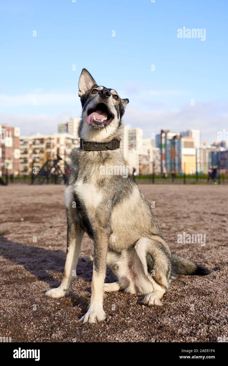 Foto verticale cani divertente guardare come husky Foto Stock