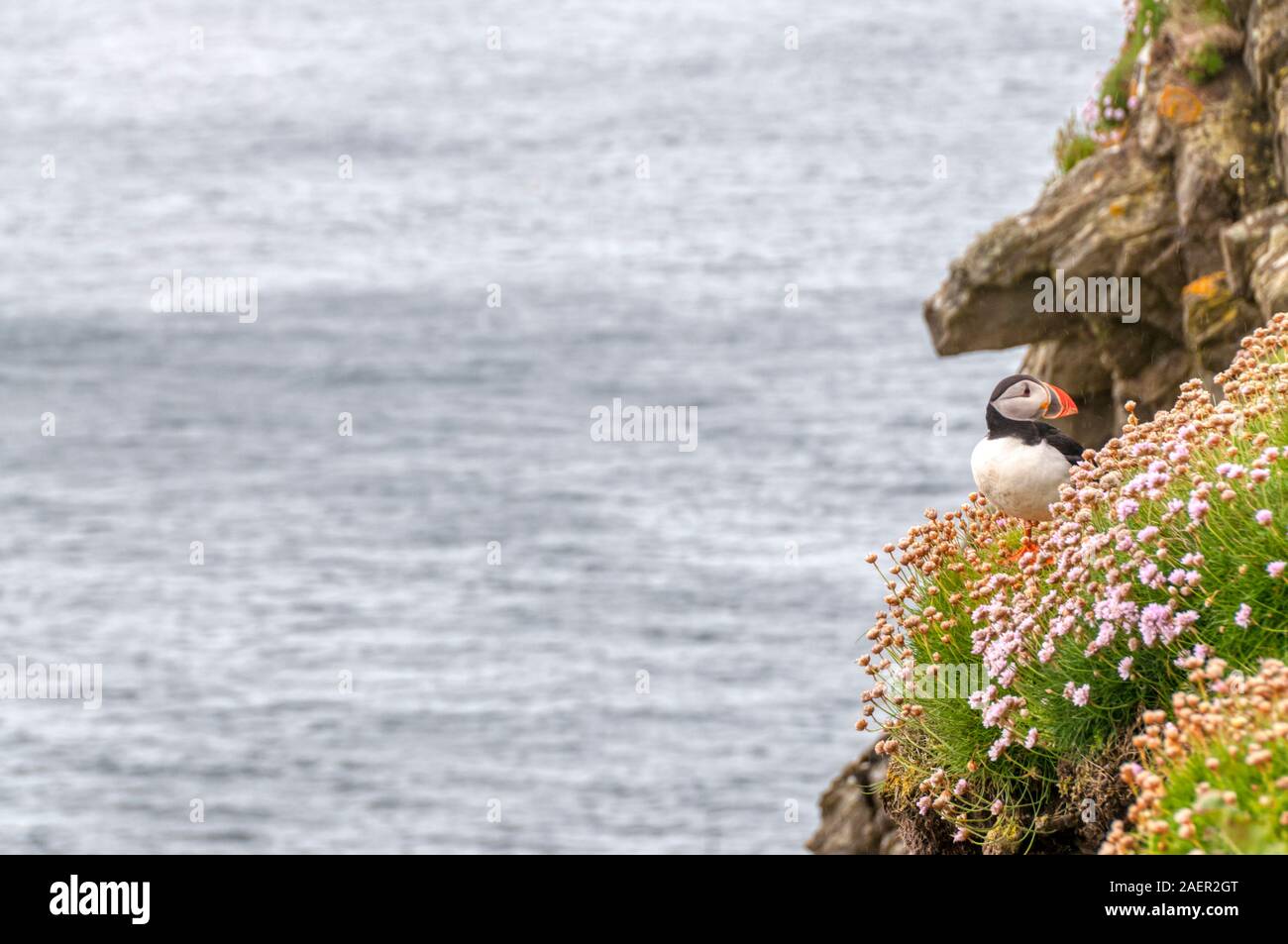 Un Atlantic puffini, Fratercula arctica, a RSPB Sumburgh testa in Shetland. Foto Stock