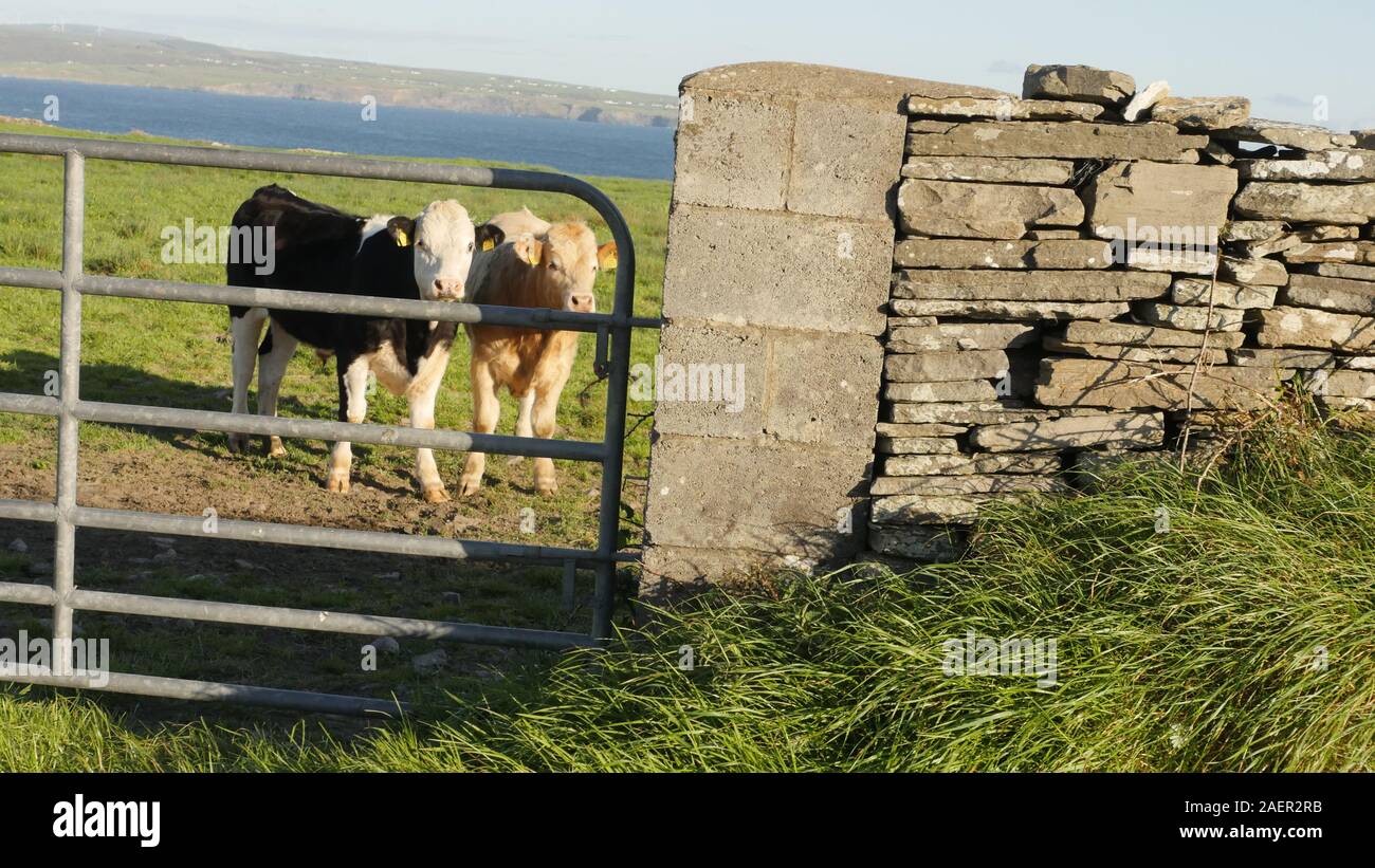 Immagini di paesaggi da Irlanda rurale. Foto Stock
