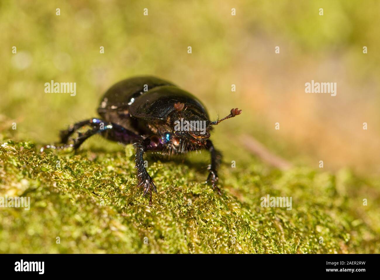 Forest dung beetle Foto Stock