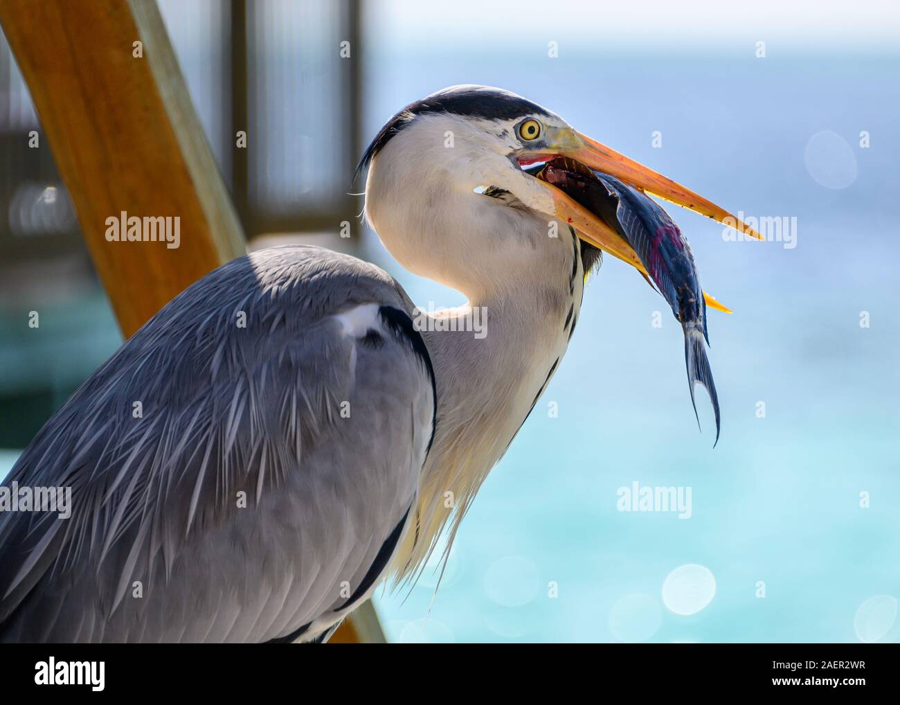 Airone cenerino pesca, Maldive Foto Stock