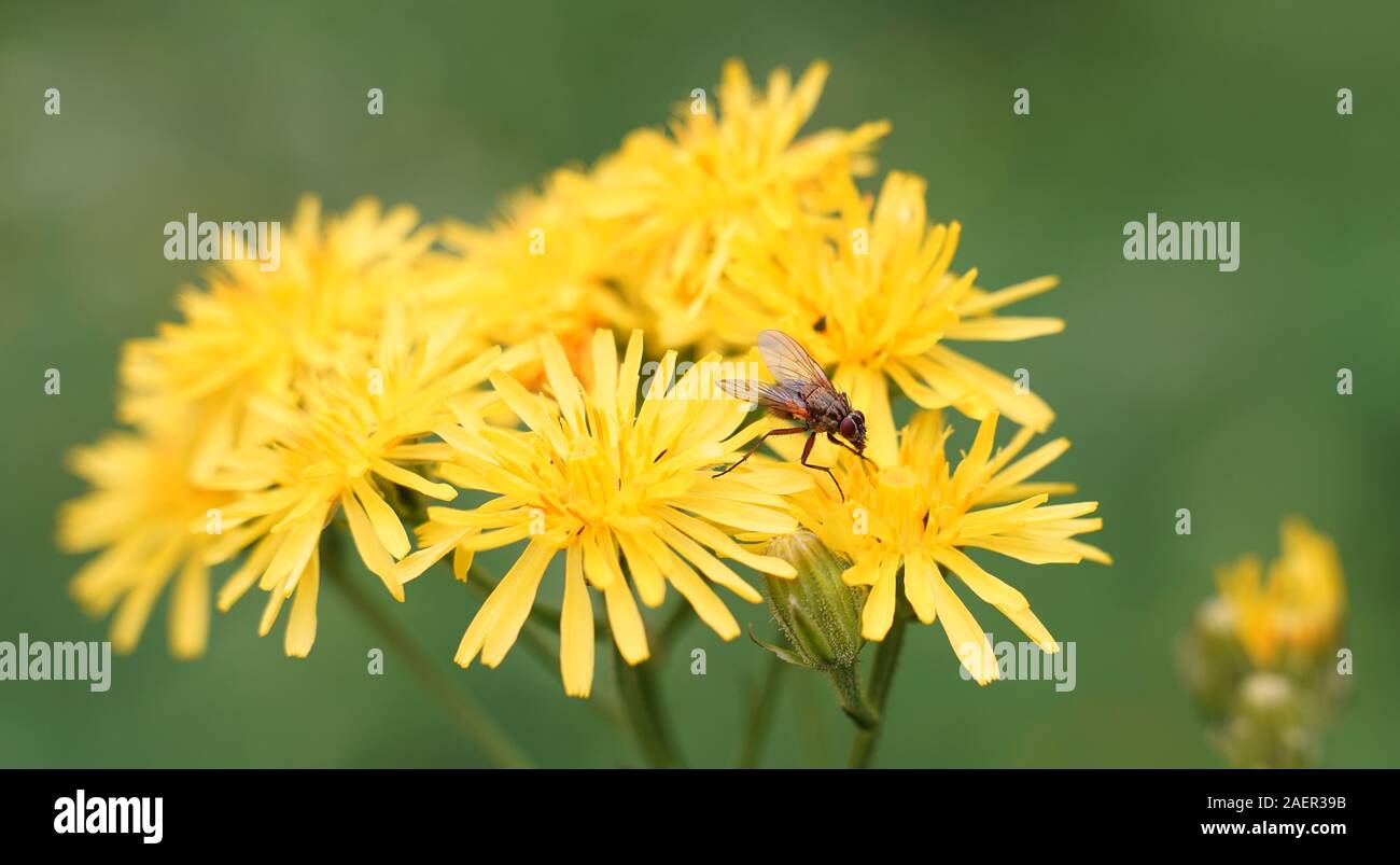 Volare sul prato giallo fiore Foto Stock