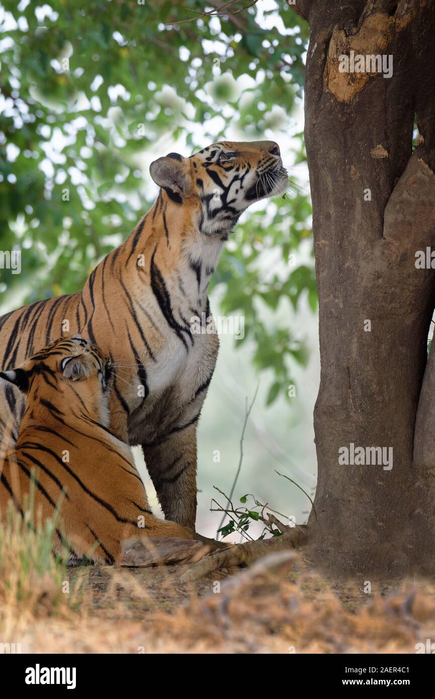 Due giovani le tigri del Bengala (Panthera tigris tigris), Tadoba Andhari Riserva della Tigre, nello stato del Maharashtra, India Foto Stock