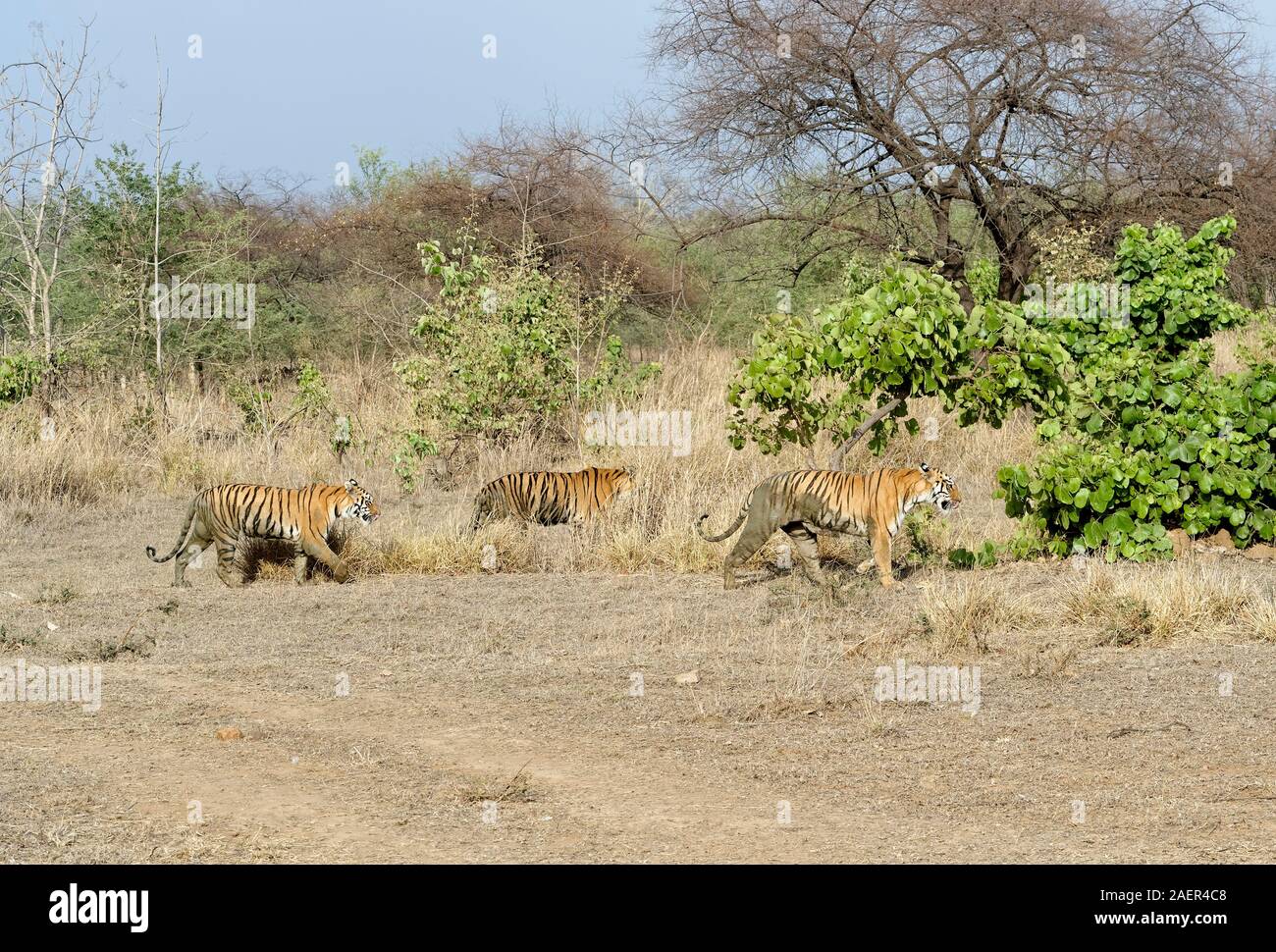 Femmina di tigre del Bengala (Panthera tigris tigris) camminare con due sub adulto tigri nel bosco, Tadoba Andhari Riserva della Tigre, nello stato del Maharashtra, India Foto Stock