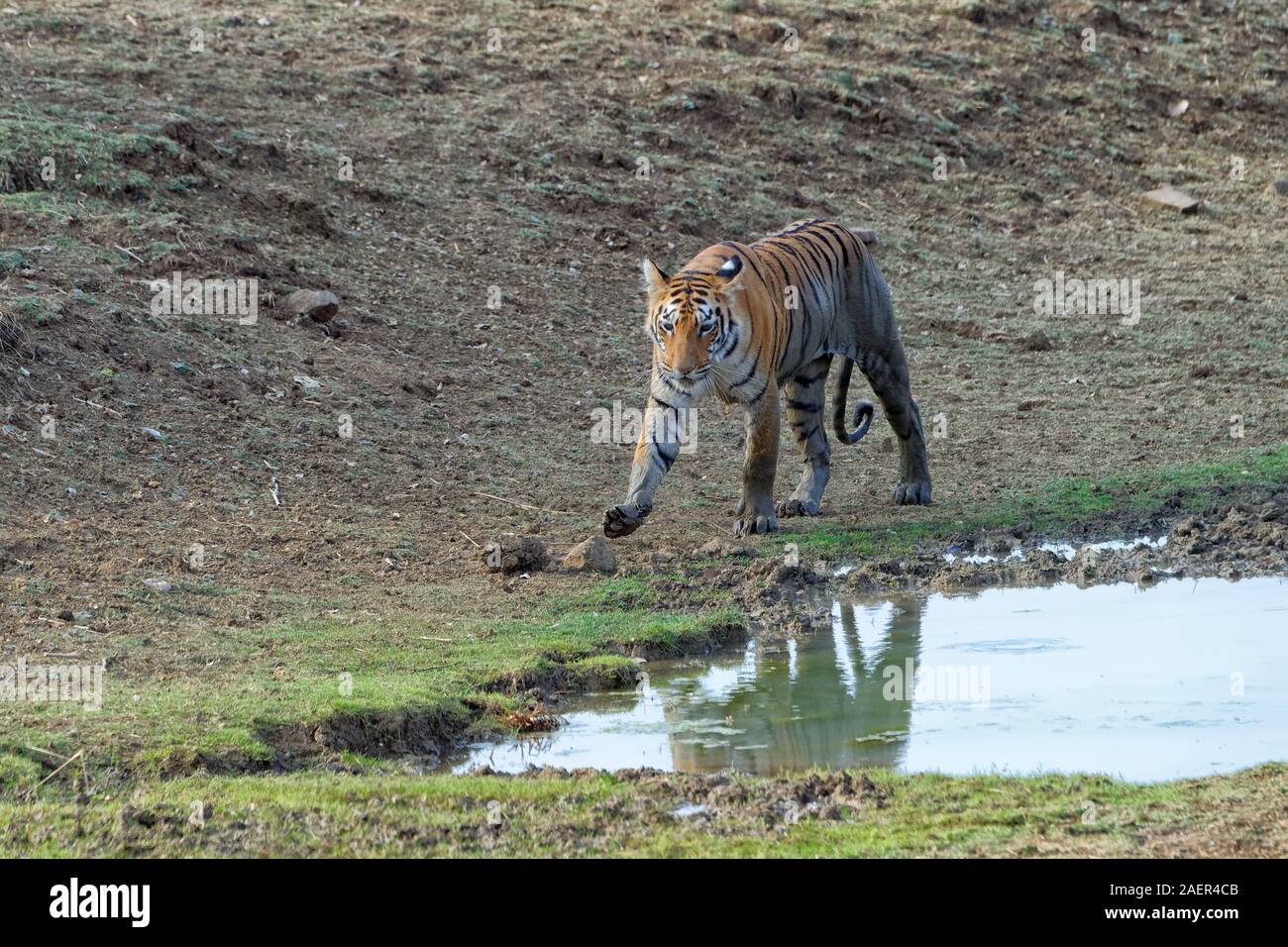 Giovani tigre del Bengala (Panthera tigris tigris) in corrispondenza di un laghetto di acqua, Tadoba Andhari Riserva della Tigre, nello stato del Maharashtra, India Foto Stock