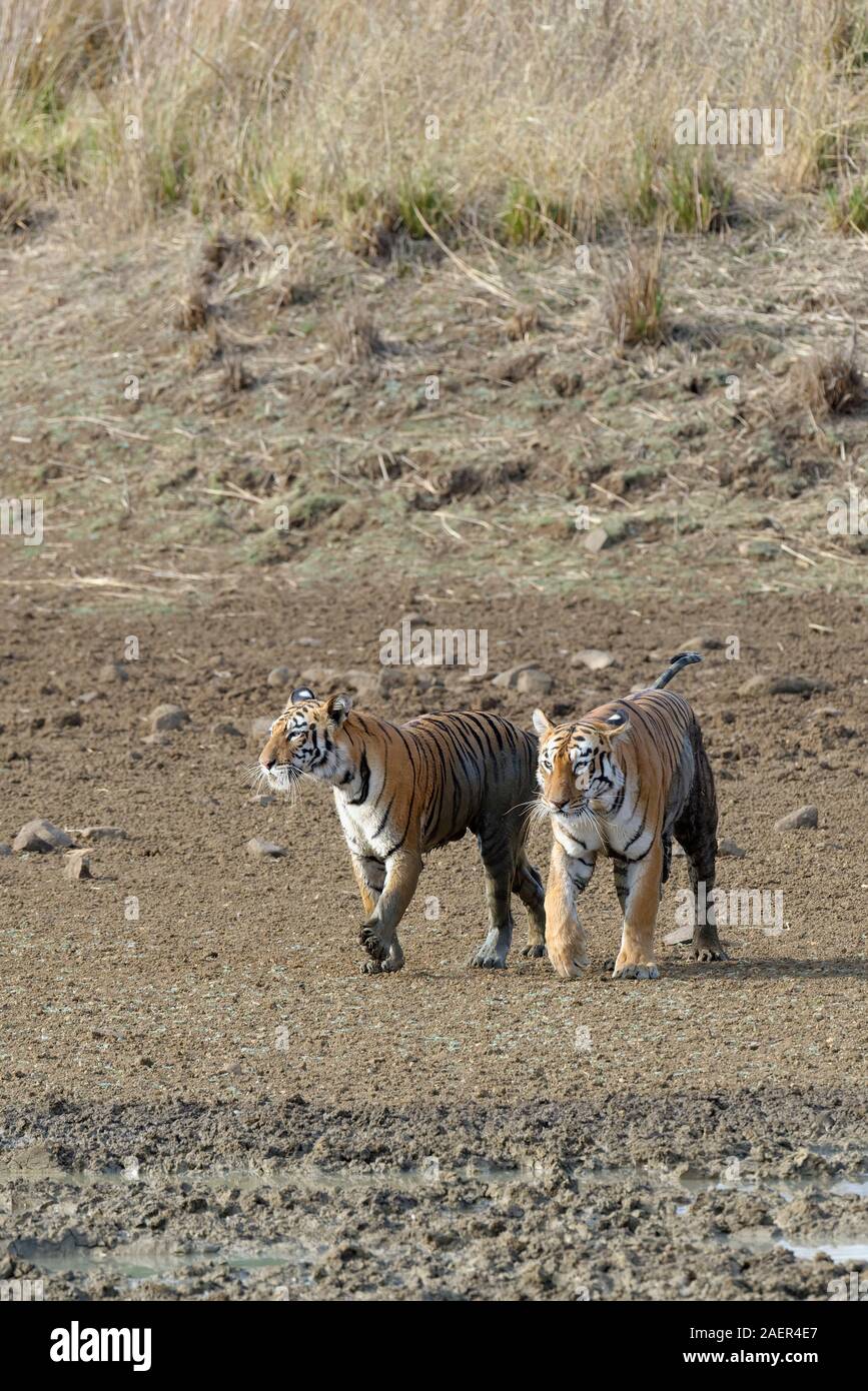Due giovani le tigri del Bengala (Panthera tigris tigris) camminare insieme, Tadoba Andhari Riserva della Tigre, nello stato del Maharashtra, India Foto Stock