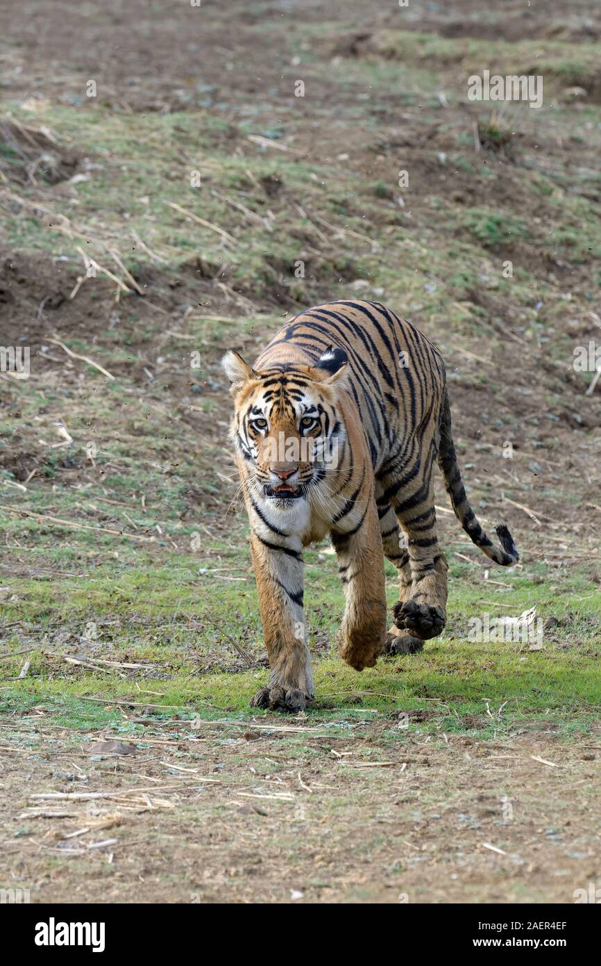 Giovani tigre del Bengala (Panthera tigris tigris) passeggiate, Tadoba Andhari Riserva della Tigre, nello stato del Maharashtra, India Foto Stock