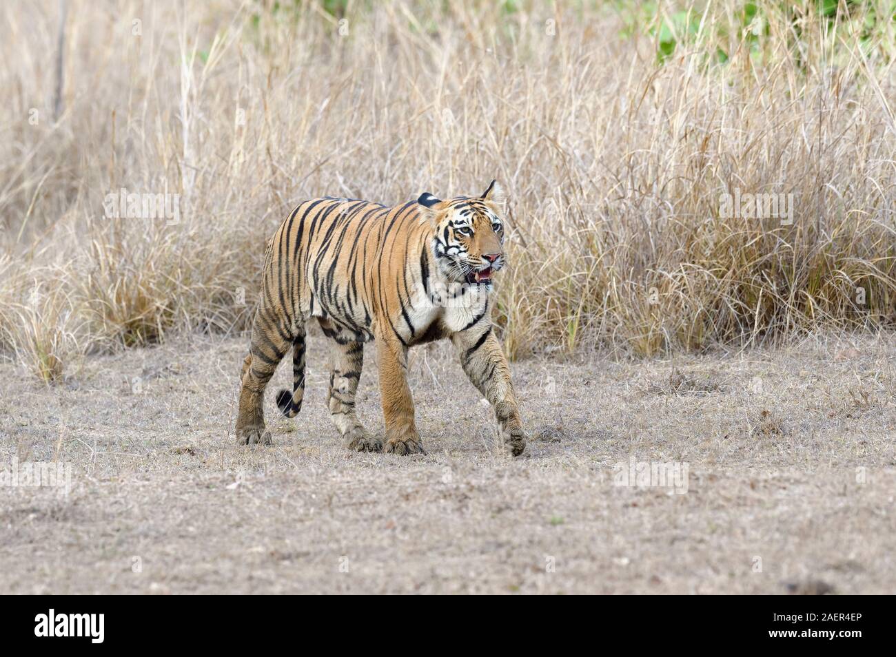 Giovani tigre del Bengala (Panthera tigris tigris) passeggiate, Tadoba Andhari Riserva della Tigre, nello stato del Maharashtra, India Foto Stock