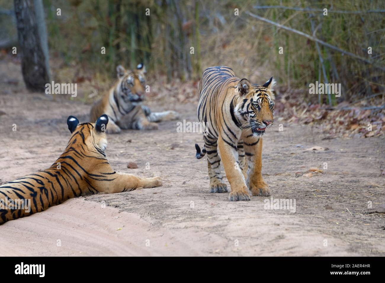 Tre giovani le tigri del Bengala (Panthera tigris tigris) in appoggio su di un sentiero di bosco, Bandhavgarh National Park, Madhya Pradesh, India Foto Stock