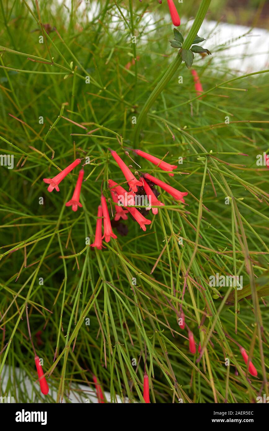 Fiori di colore rosso di Russelia equisetiformis piante Foto Stock