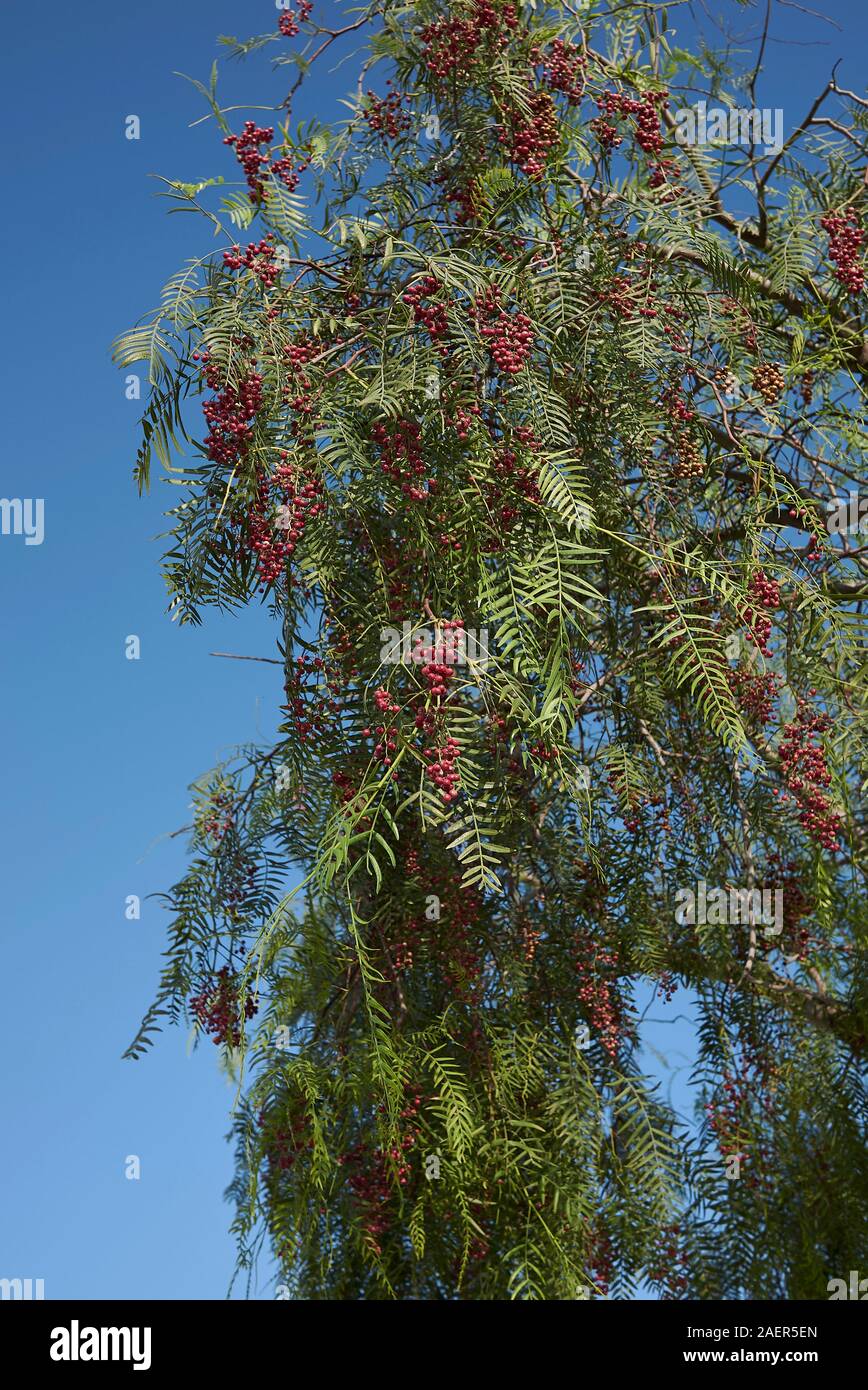 Schinus molle albero con frutti rossi Foto Stock