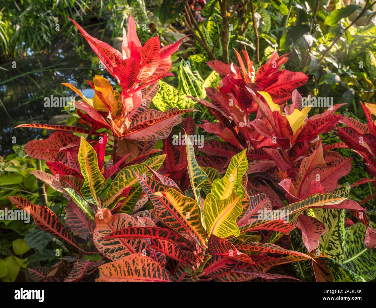 'Giardino Croton' Codiaeum variegatum var pictum NERVIA una specie di piante in genere Codiaeum, famiglia Euphorbiaceae. Nativo di Indonesia, Malesia, Australia, e l'Oceano Pacifico occidentale isole, crescendo in aprire le foreste e la macchia Foto Stock