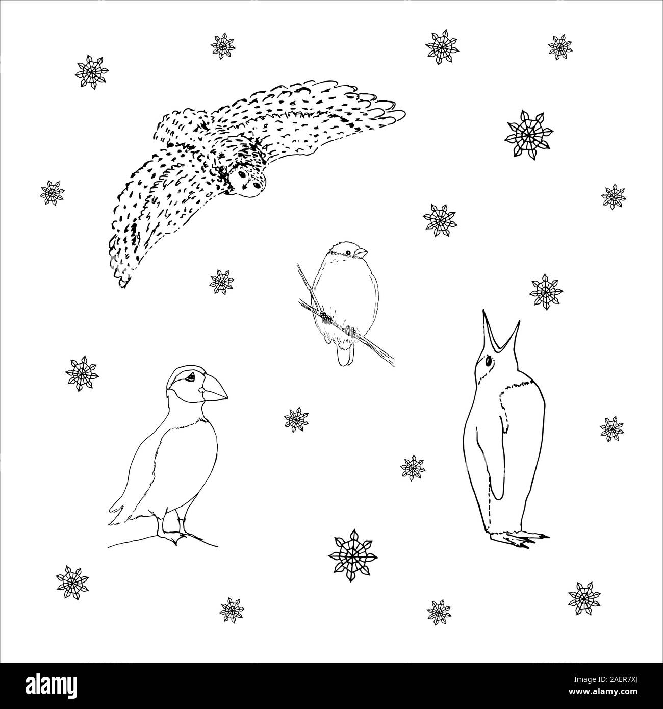 Set di northern inverno Uccelli: owl, bullfinch, puffini, pinguino. Contorno nero su sfondo bianco. Immagine può essere utilizzato in biglietti di auguri, poster, volantini, banner, logo, ulteriore disegno etc. Illustrazione Vettoriale. EPS10 Illustrazione Vettoriale