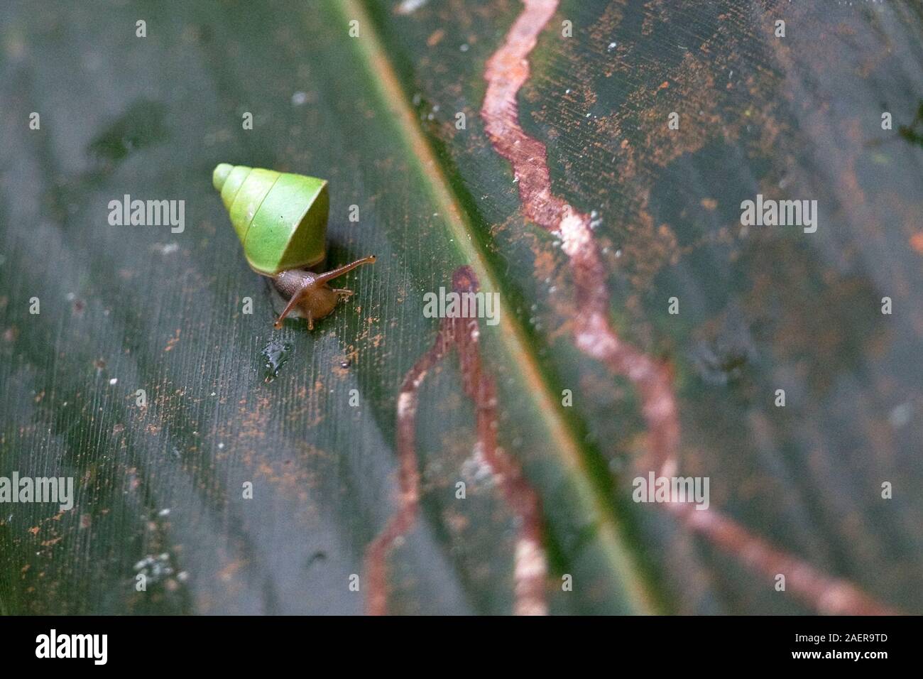 Sri Lanka lumaca verde (Beddomea albizonatus) Foto Stock