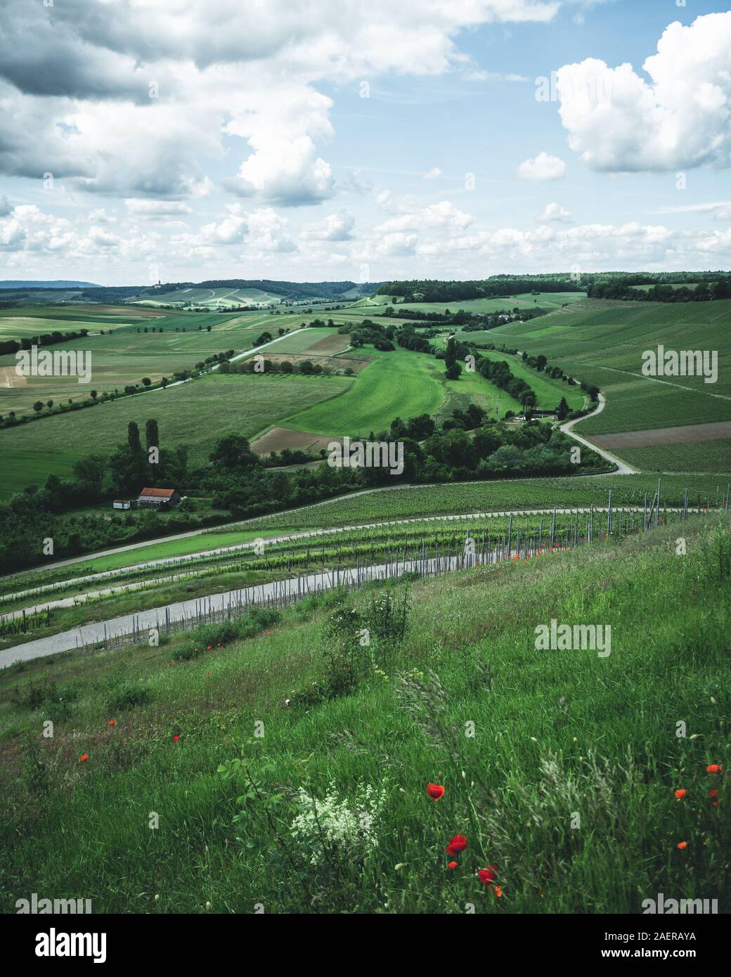 Blick über die Weinfelder beim Hörnle in der Nähe von Dürrenzimmern Foto Stock