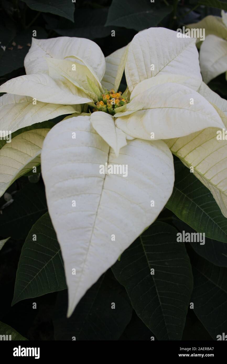 Bella stupefacente poinsettias bianco che crescono in un giardino fiorito, Euphorbia specie, Poinsettia specie, Flor de Nochebuena, la vigilia di Natale fiore Foto Stock