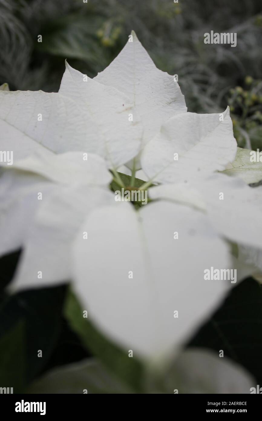 Bella stupefacente poinsettias bianco che crescono in un giardino fiorito, Euphorbia specie, Poinsettia specie, Flor de Nochebuena, la vigilia di Natale fiore Foto Stock