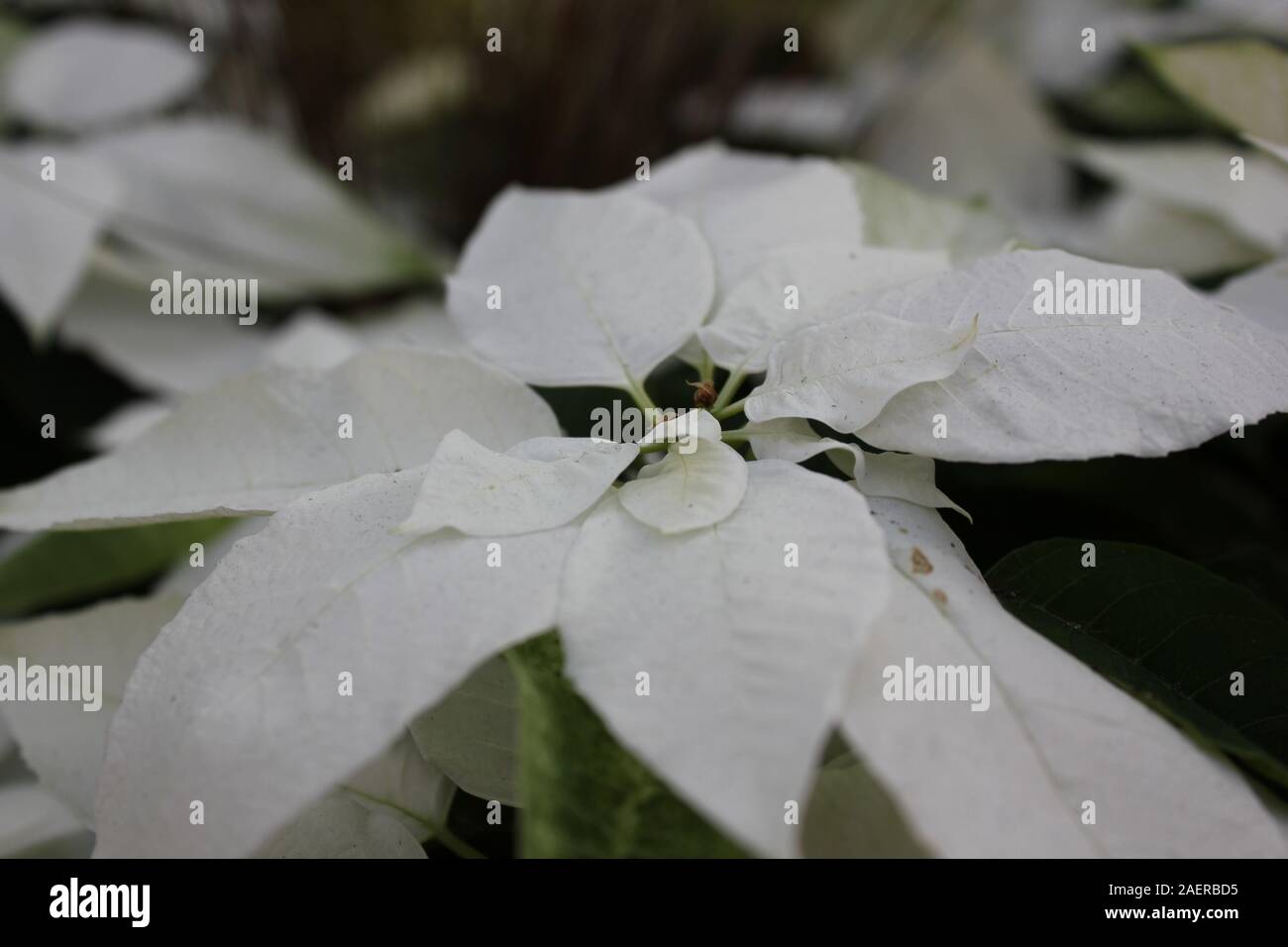 Bella stupefacente poinsettias bianco che crescono in un giardino fiorito, Euphorbia specie, Poinsettia specie, Flor de Nochebuena, la vigilia di Natale fiore Foto Stock