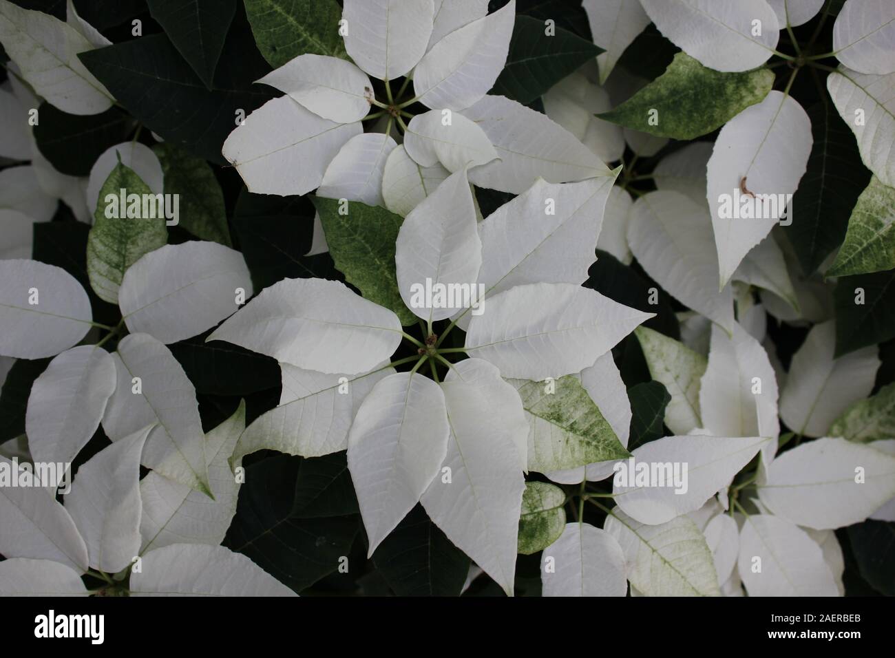 Bella stupefacente poinsettias bianco che crescono in un giardino fiorito, Euphorbia specie, Poinsettia specie, Flor de Nochebuena, la vigilia di Natale fiore Foto Stock