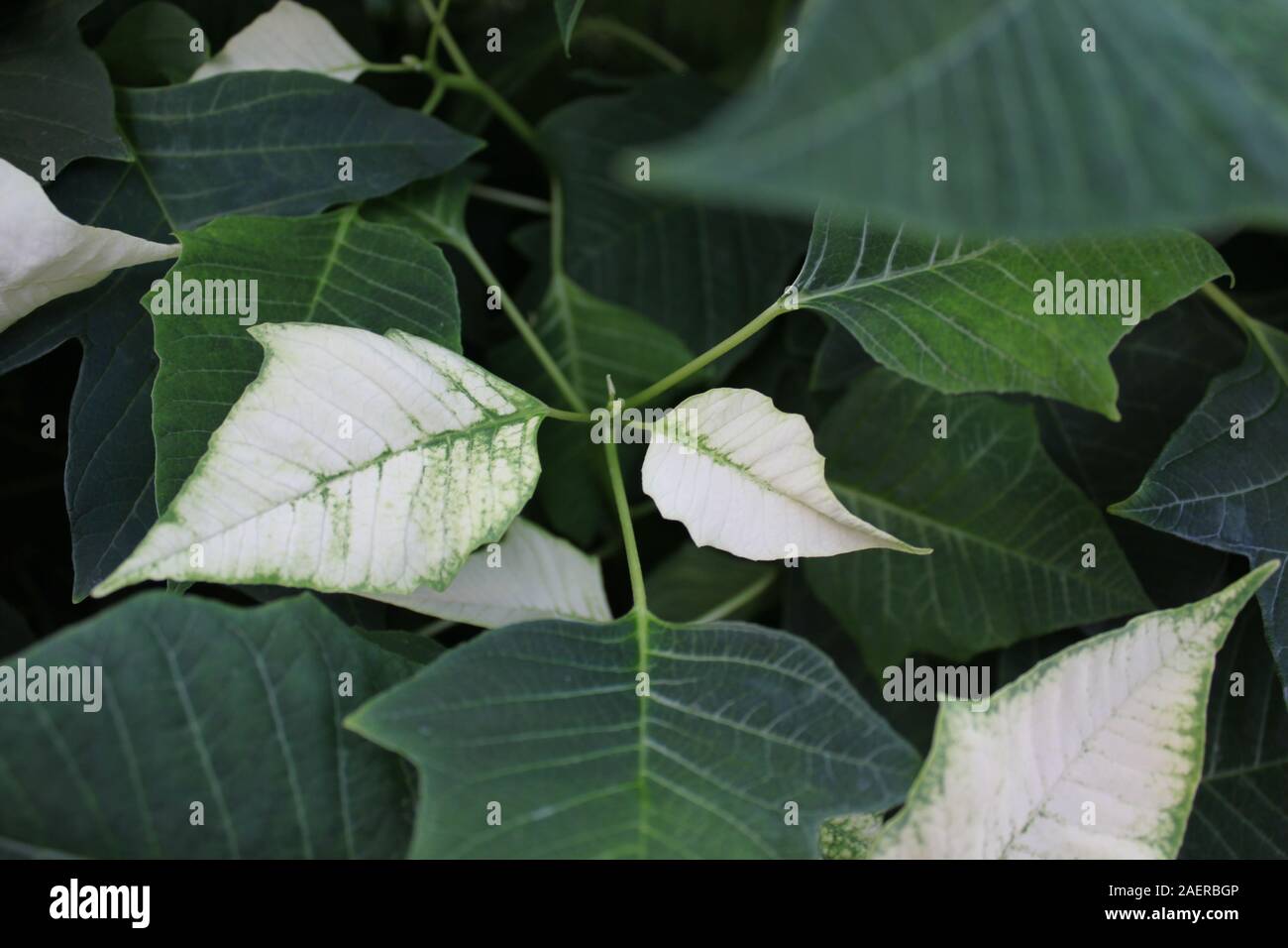 Bella stupefacente poinsettias bianco che crescono in un giardino fiorito, Euphorbia specie, Poinsettia specie, Flor de Nochebuena, la vigilia di Natale fiore Foto Stock