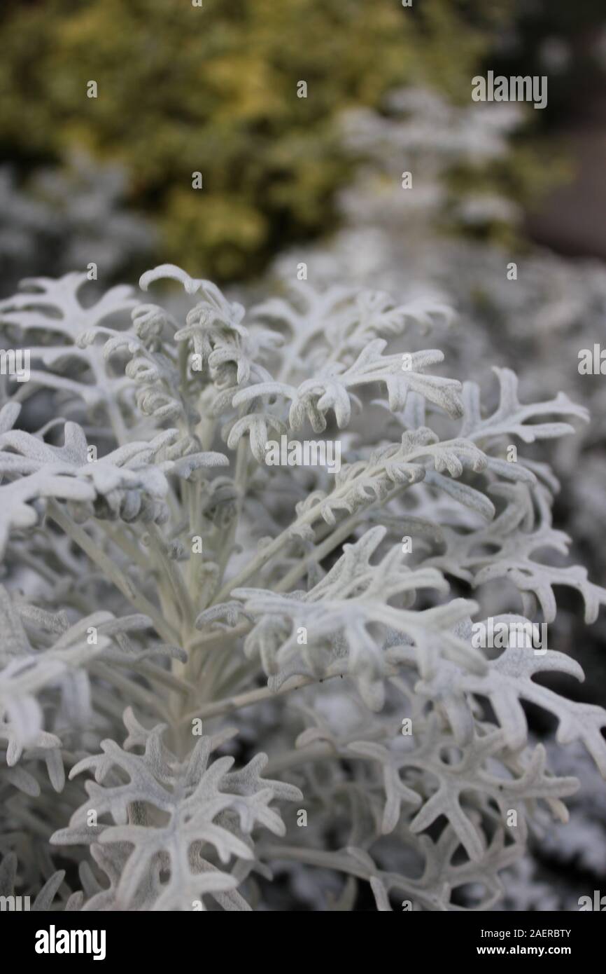 Bella Jacobaea maritima, argento erba tossica, senecio cineraria Foto Stock