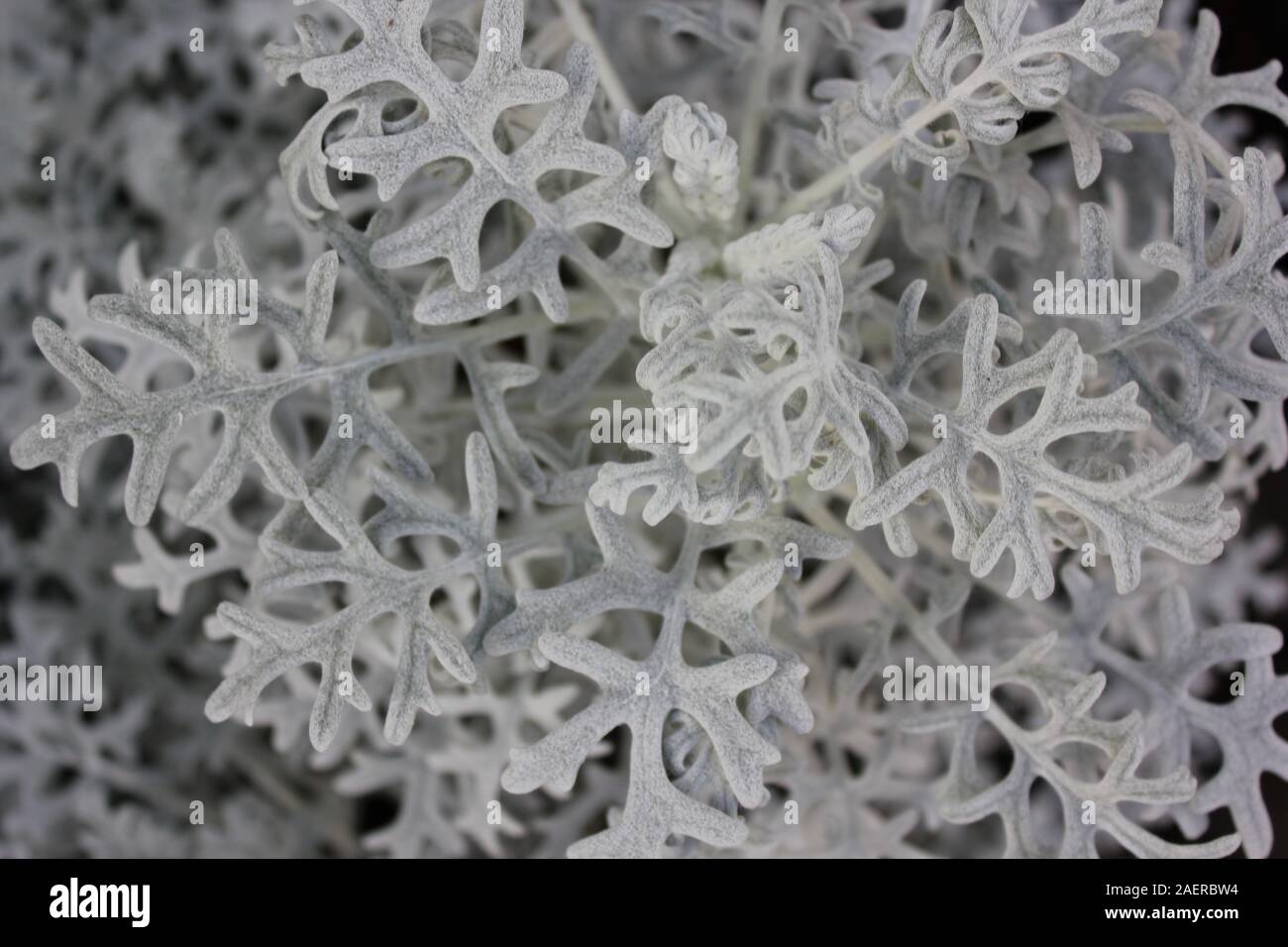 Bella Jacobaea maritima, argento erba tossica, senecio cineraria Foto Stock