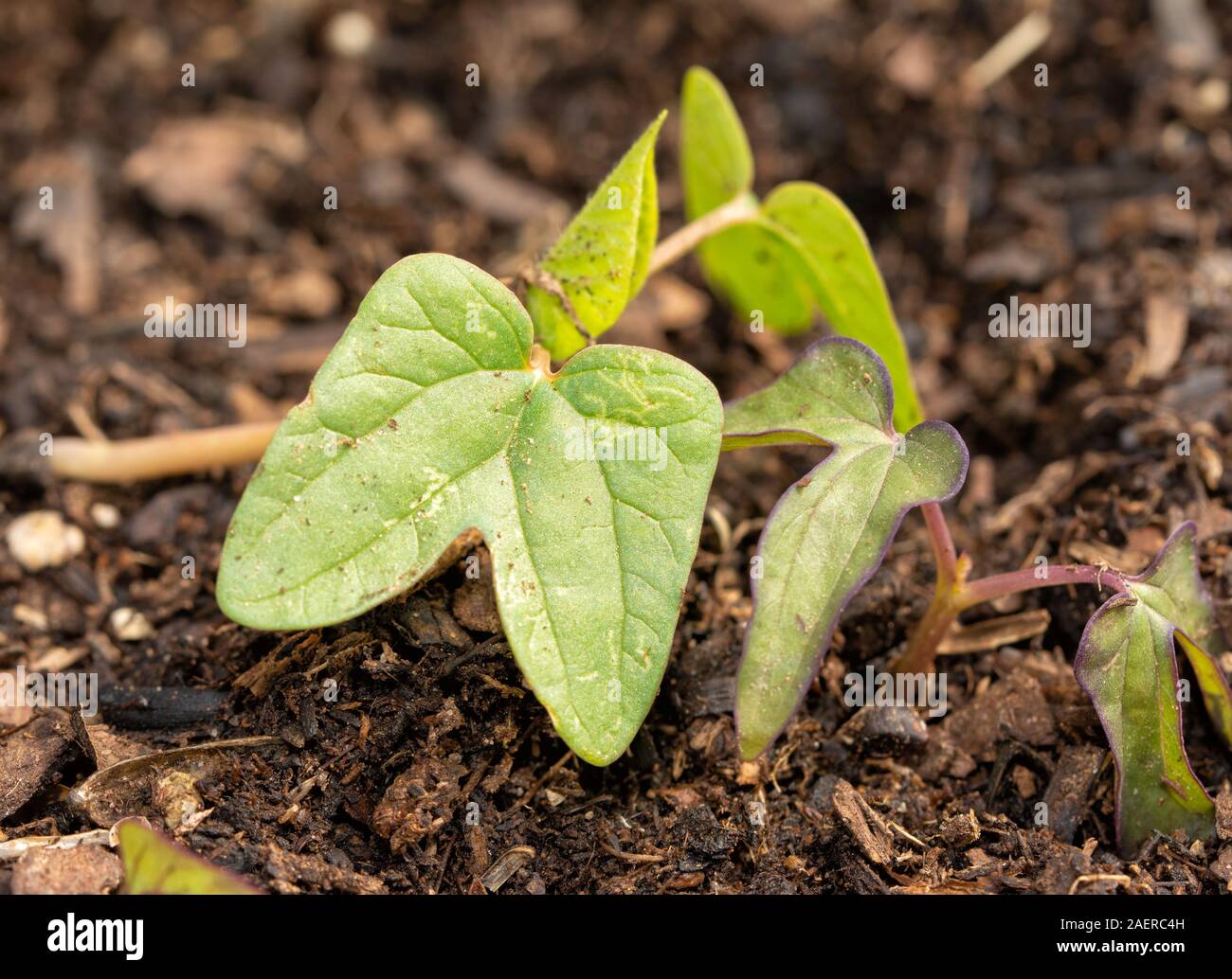Giovani gloria di mattina le piantine in primavera Foto Stock