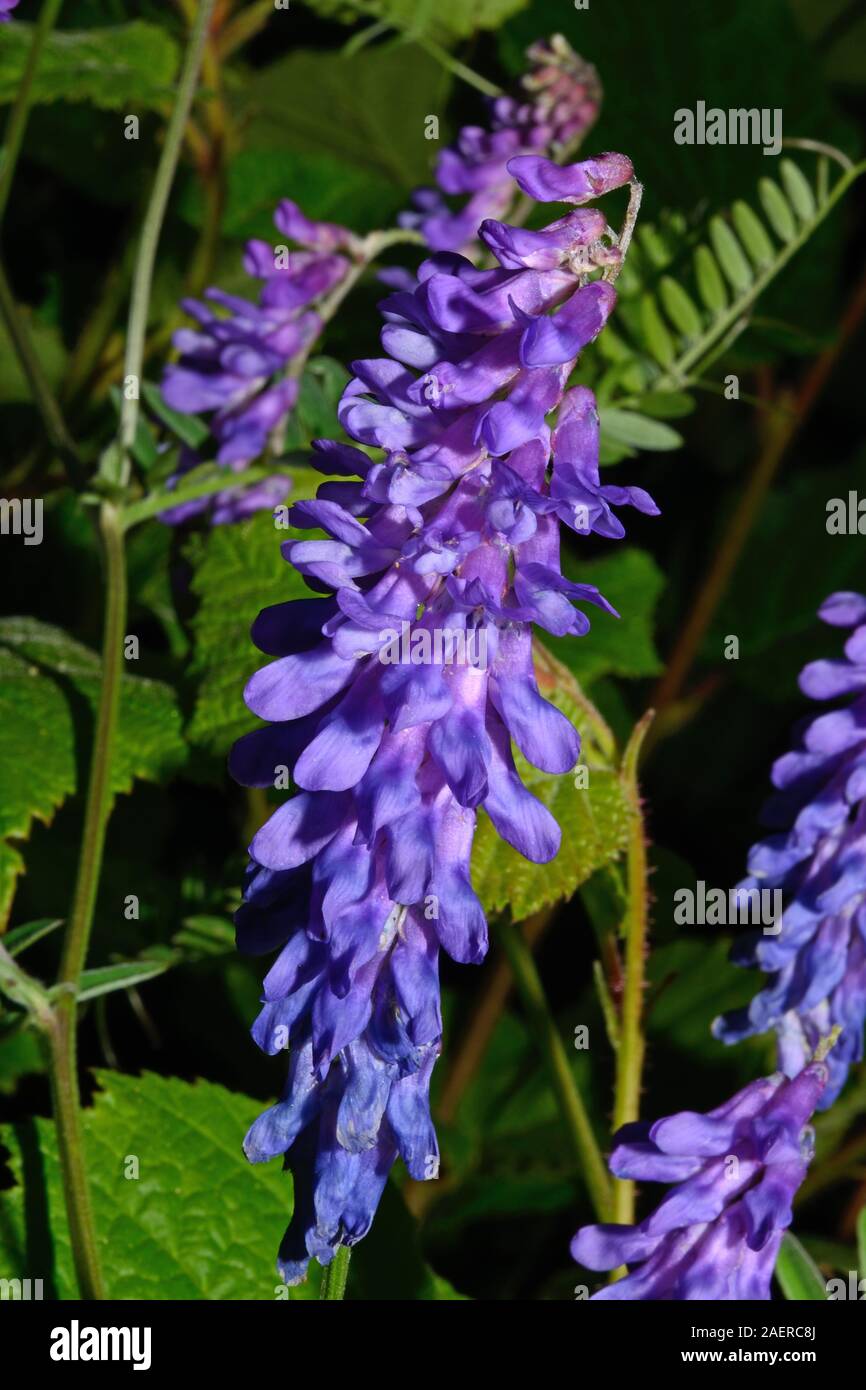 Vicia cracca (tufted vetch) è nativo di Europa e Asia dove si inerpica siepi spesso in fossi e luoghi dei rifiuti. Foto Stock