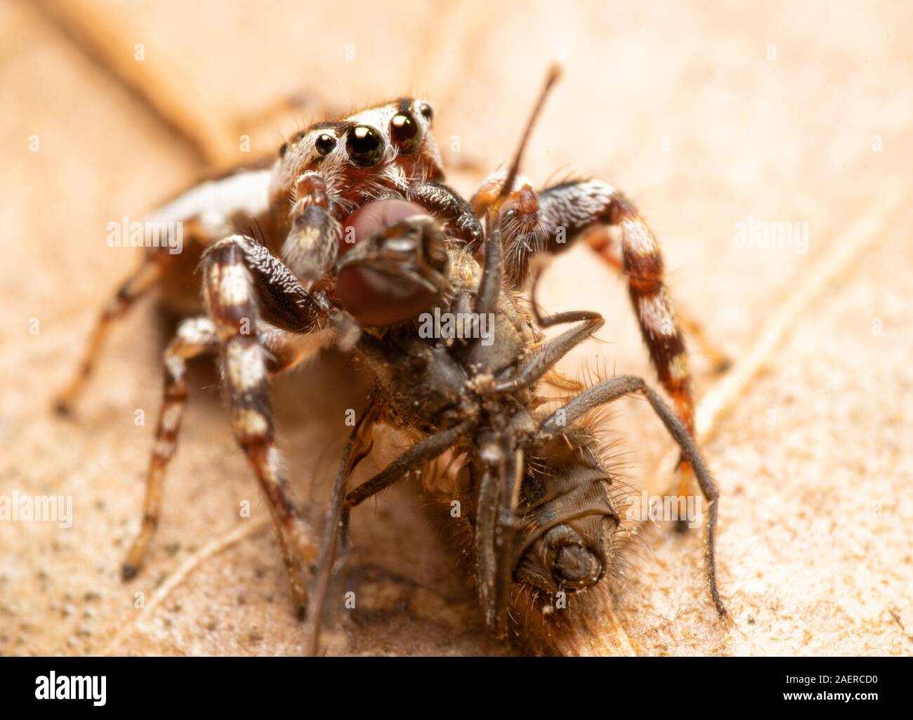 Maschio proterva Pelegrina, comune White-Cheeked jumping spider divorando una mosca grande come egli è Foto Stock
