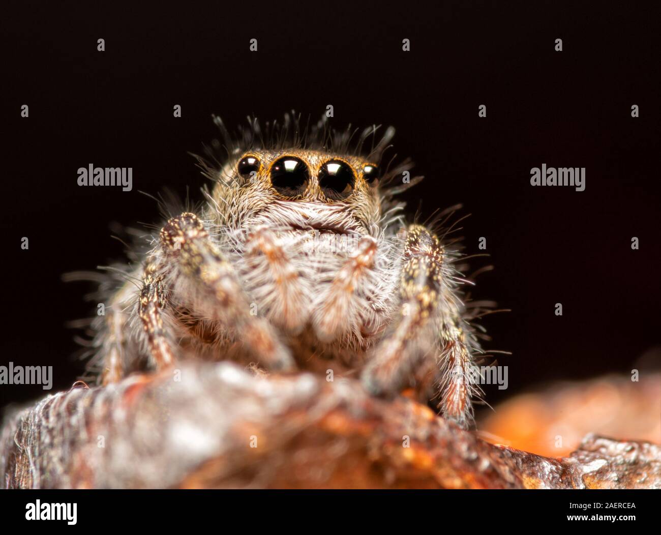 Adorabili, immaturi, Phidippus insignarius jumping spider sulla sommità di un palo da recinzione Foto Stock