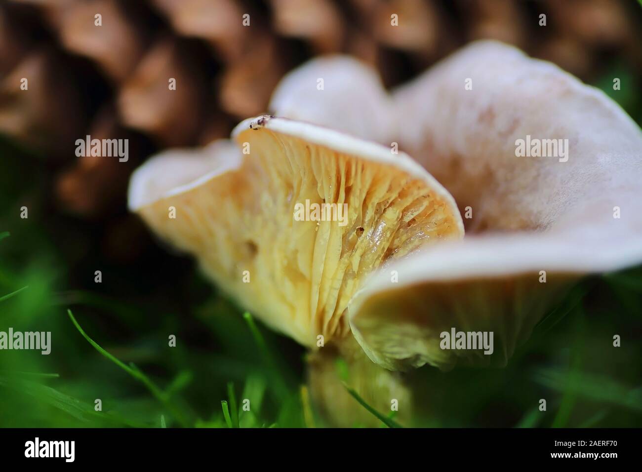 Toadstools o lamelle di funghi in erba III Foto Stock