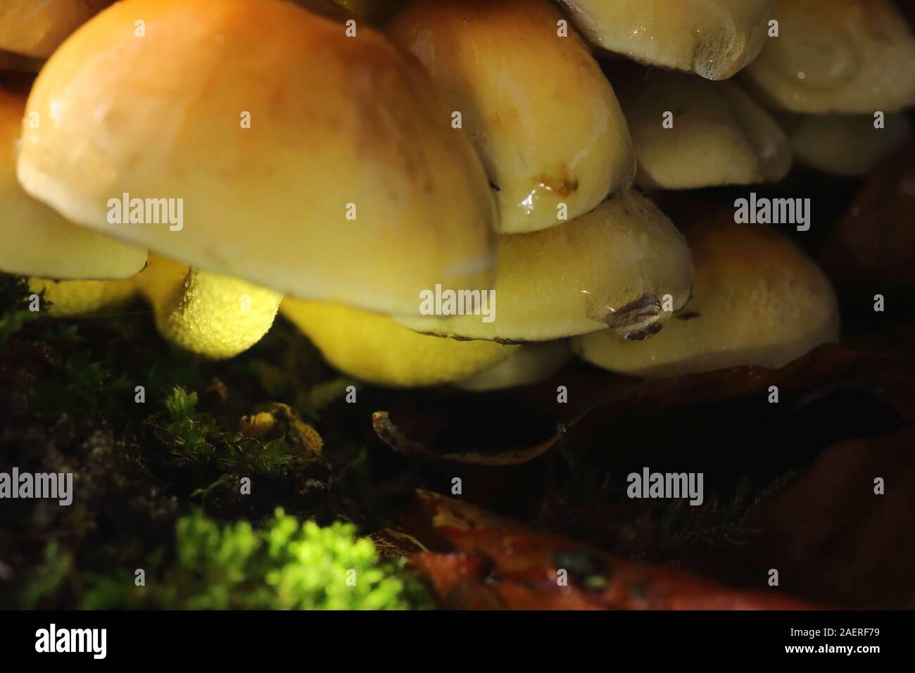 Toadstools o cappucci di funghi nella foresta II Foto Stock