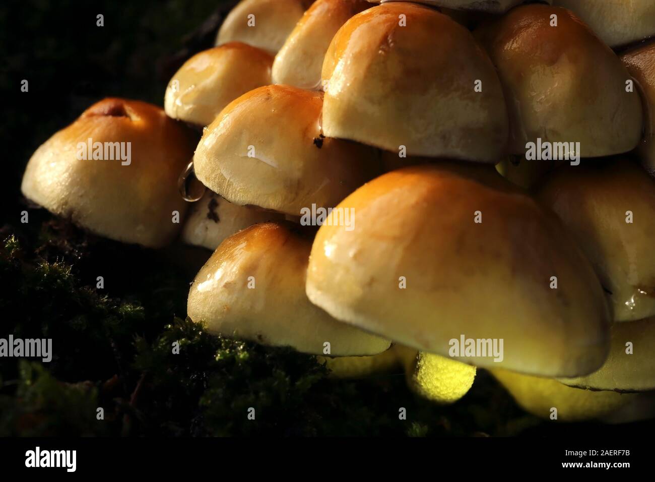 Toadstools o cappucci di funghi nella foresta io Foto Stock