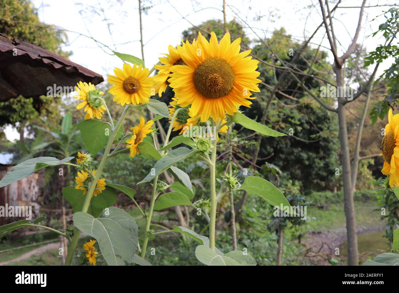 Fiori gialli foto Foto Stock