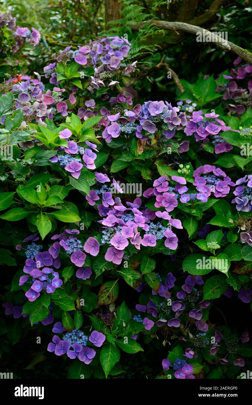 Ortensie blu,macrophyla,fiore,fiori,flowerheads,RM floral Foto Stock