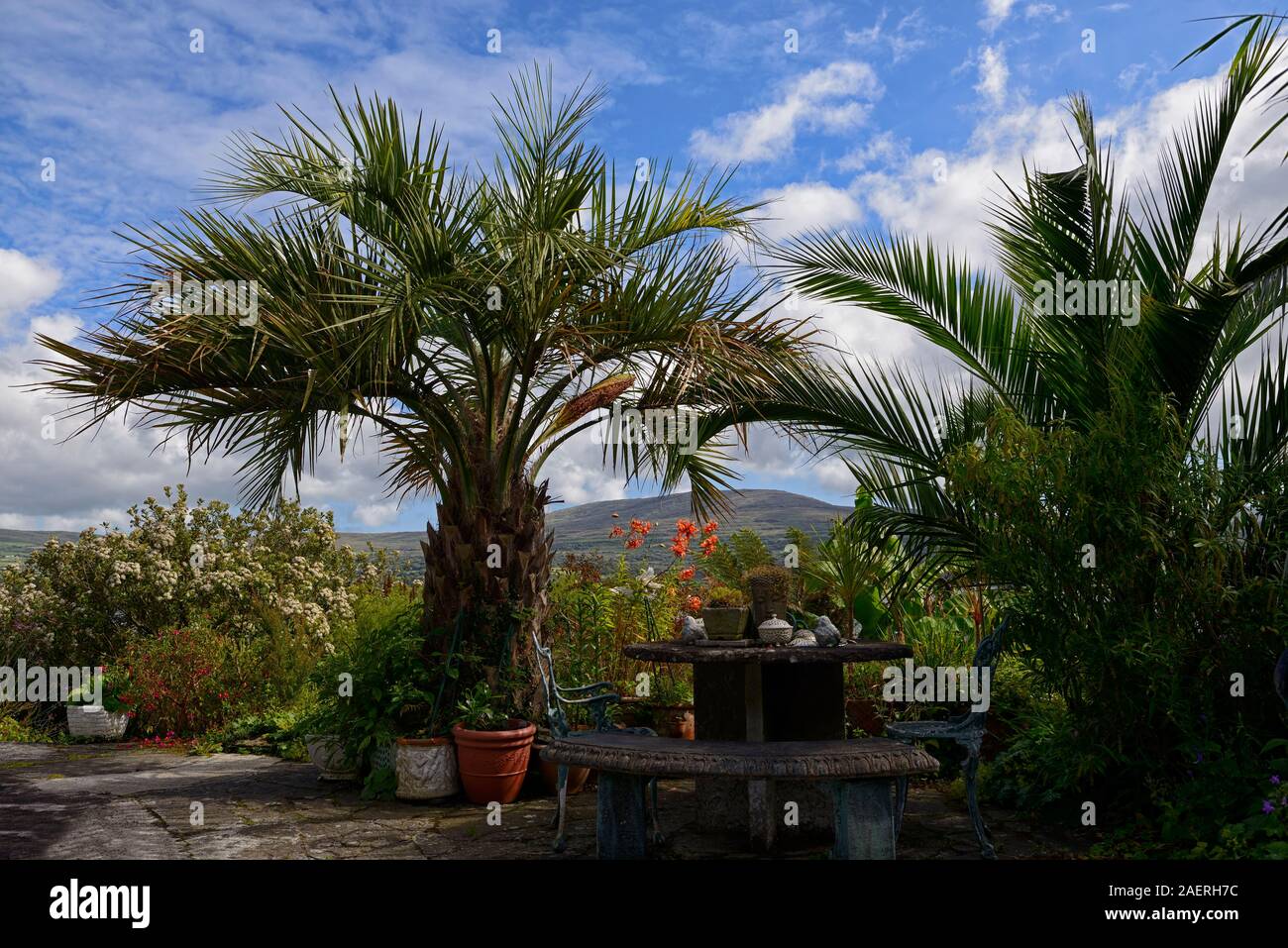 Data Palm,Phoenix canariensis,patio,patios,Kilravock gardens,West Cork Garden Trail,Durrus,County Cork,RM Floral Foto Stock