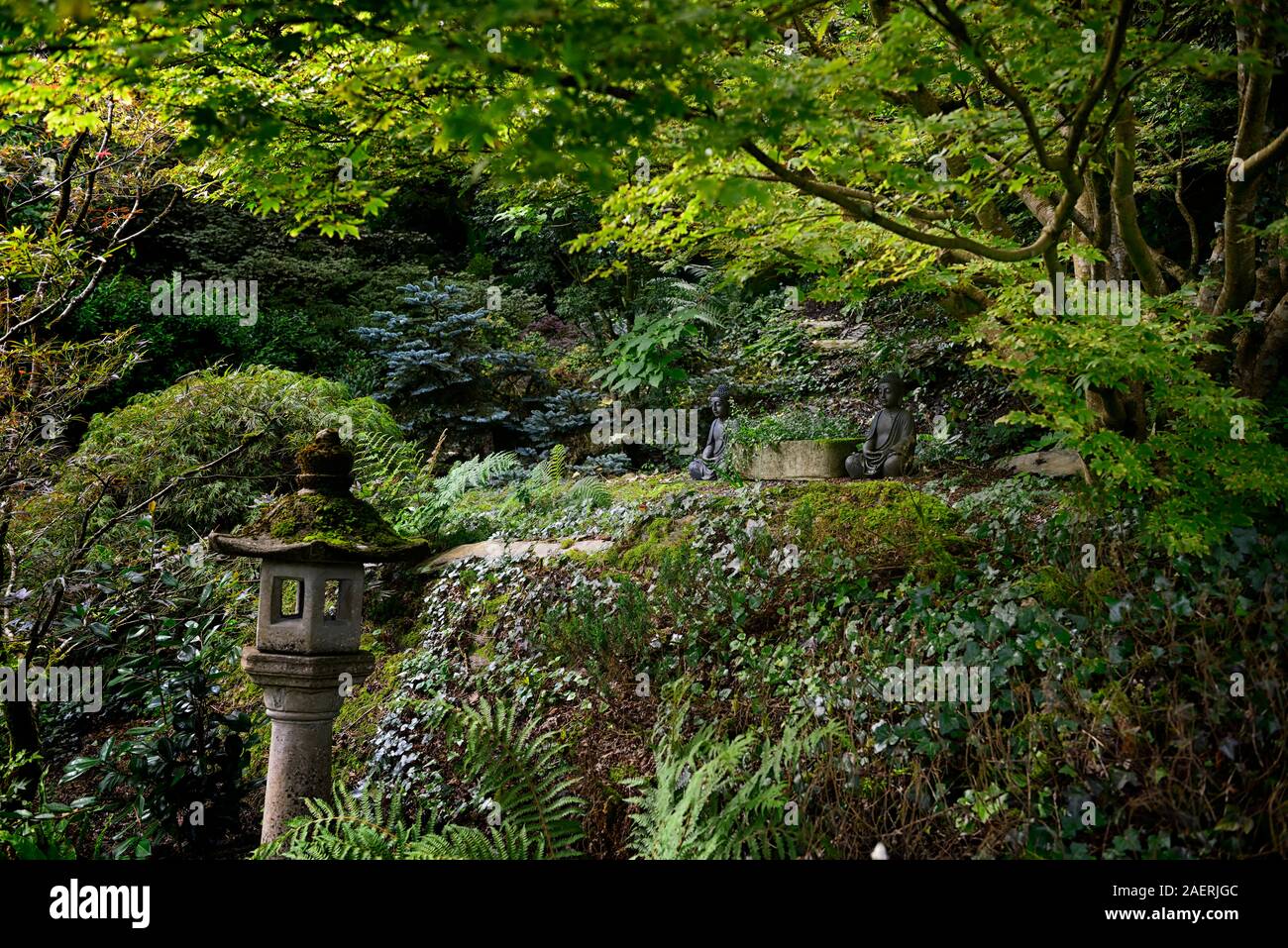 Statue di Buddha,contemplare,silenzioso,tranquillo,asian woodland garden,Kilravock gardens,West Cork Garden Trail,Durrus,County Cork,RM Floral Foto Stock