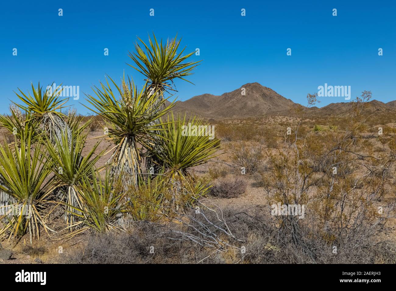Yucca nel deserto di Mojave lungo il percorso 66 in California, Stati Uniti d'America Foto Stock