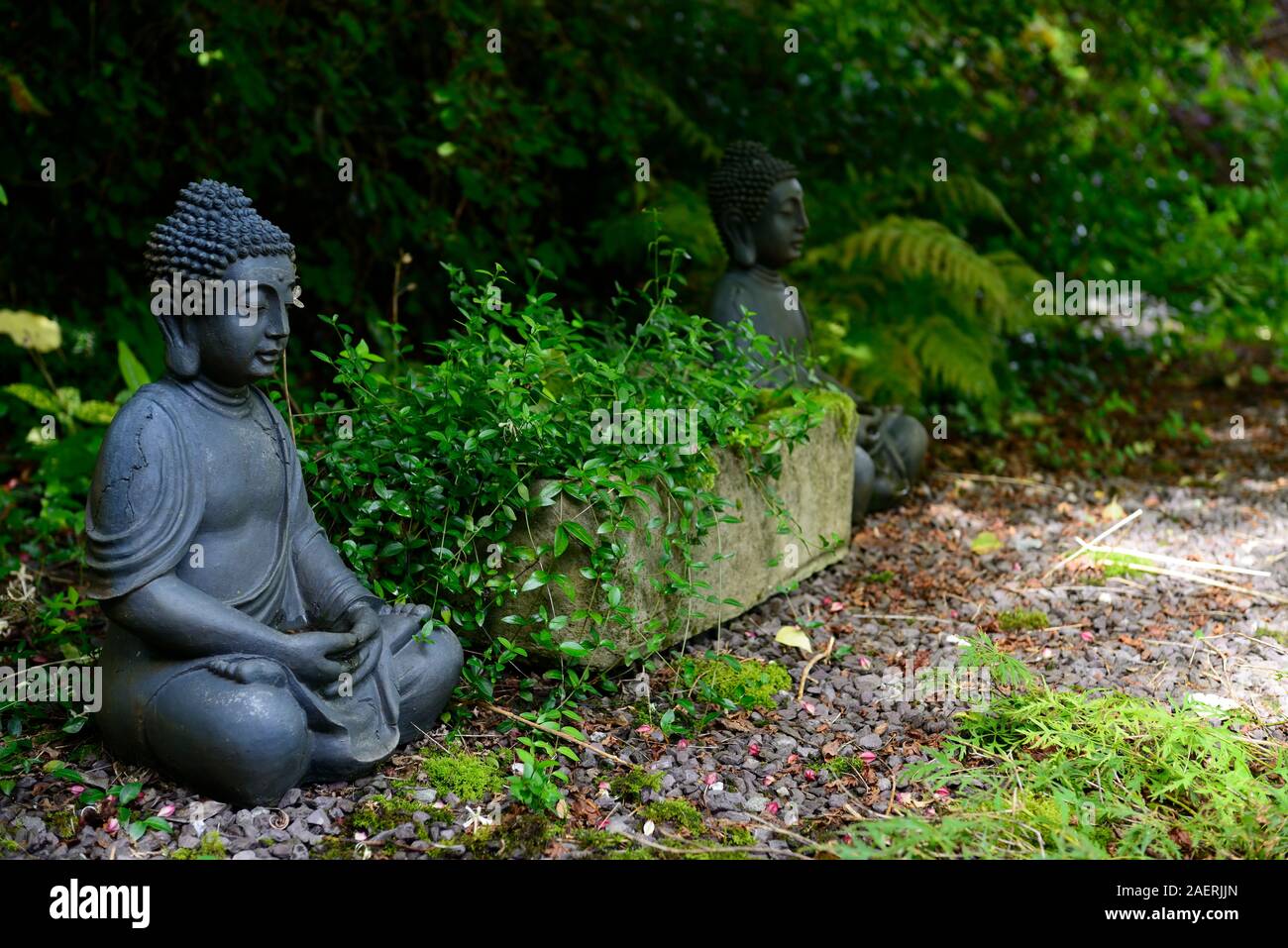 Statue di Buddha,contemplare,silenzioso,tranquillo,asian woodland garden,Kilravock gardens,West Cork Garden Trail,Durrus,County Cork,RM Floral Foto Stock
