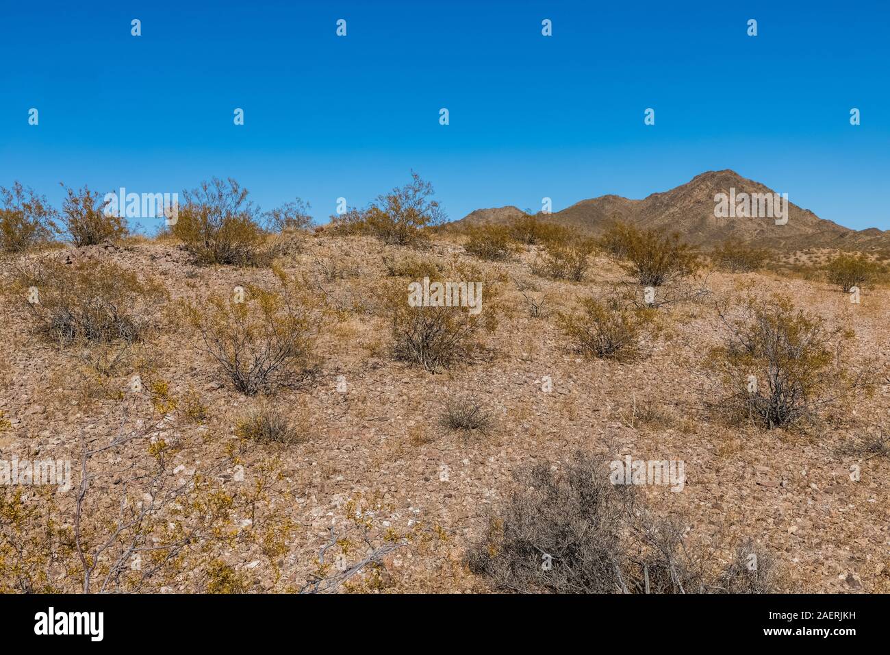 Cespugli di creosoto, Larrea purshia, nel deserto di Mojave lungo il percorso 66 in California, Stati Uniti d'America Foto Stock