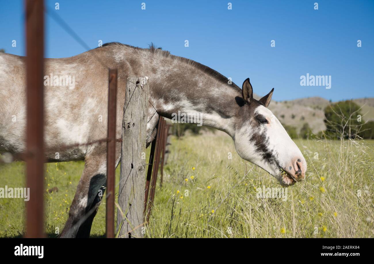 Cavalli giovani attraversando la recinzione di alimentazione Foto Stock