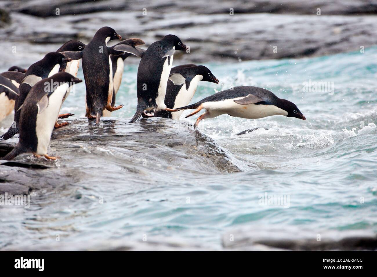 Gruppo di pinguini si tuffano da una roccia insieme nel mare. Foto Stock