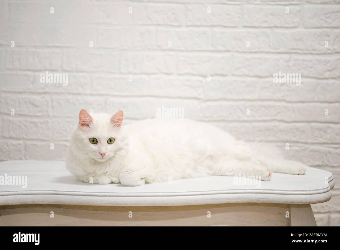 Un bianco gatto Angora con occhi espressivi giace su un tavolo bianco contro un bianco decorato parete. Foto Stock