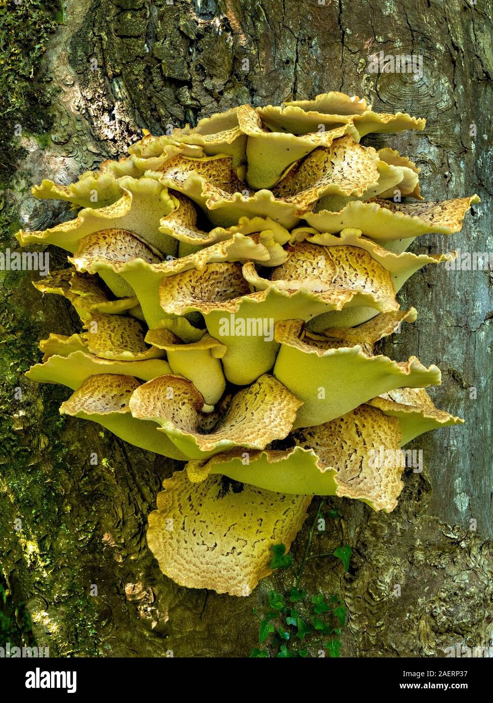 Grande giallo della Driade funghi sella (Polyporus squamosus) crescente sul tronco di albero in maggio, Scotland, Regno Unito Foto Stock