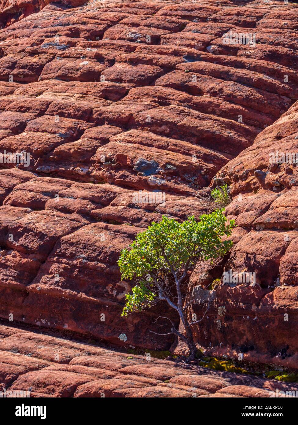 Piante e pietrificate dune, Snow Canyon State Park, Saint George, Utah. Foto Stock