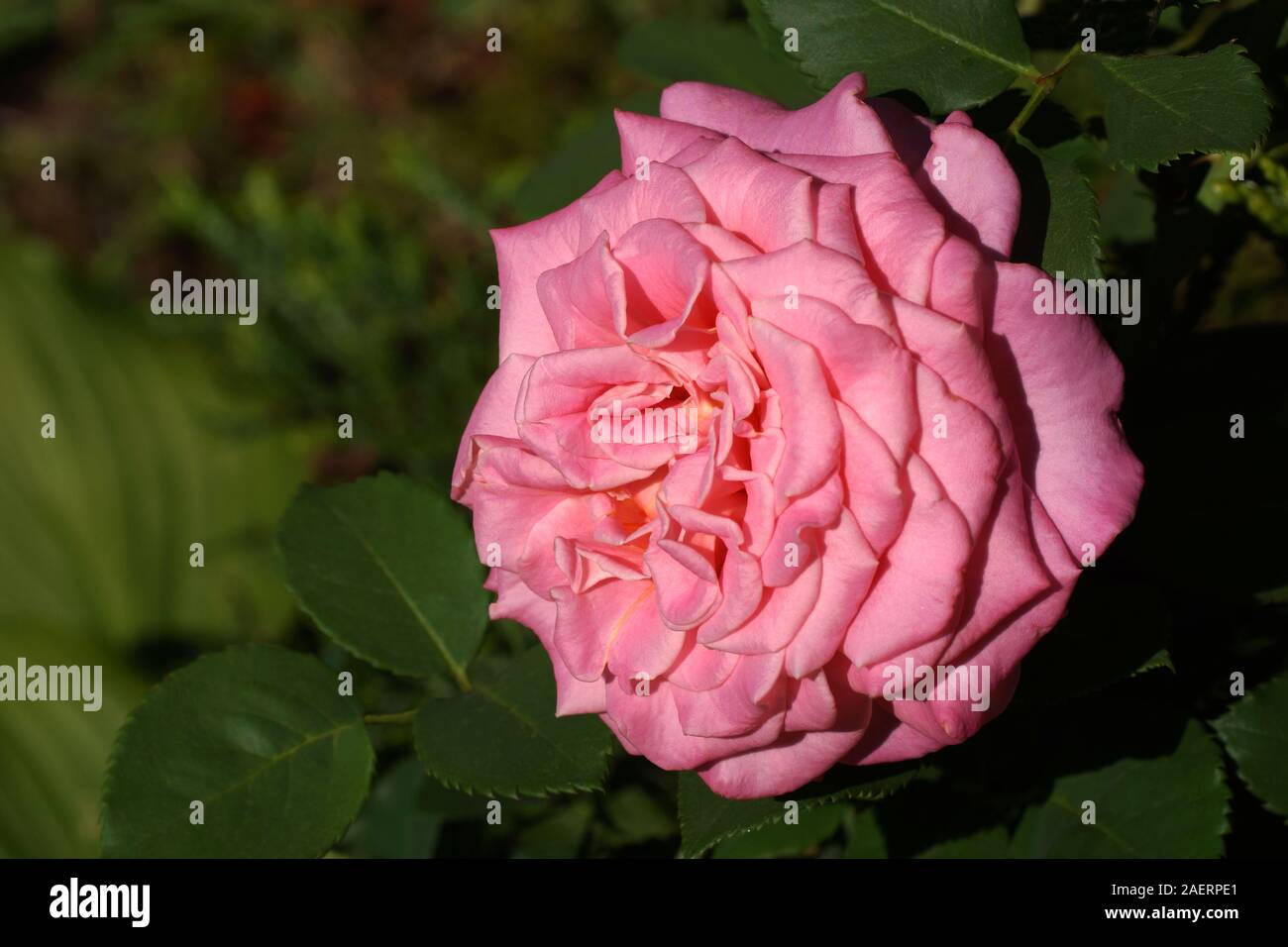 Ashley bella rosa rosa close-up. Un fiore in un giardino in condizioni naturali tra il verde, sotto il cielo aperto. Foto Stock