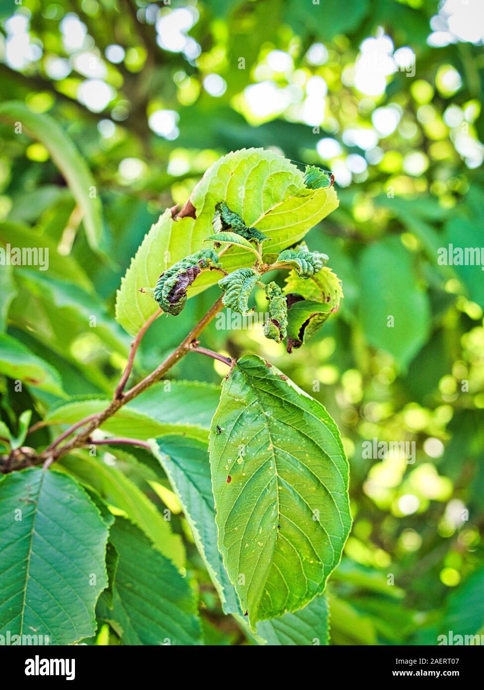 Ramo di albero da frutta con stropicciato le foglie colpite da afide nero.  La ciliegia afidi, nero vola sul ciliegio, gravi danni da giardino  parassiti. Close up Foto stock - Alamy