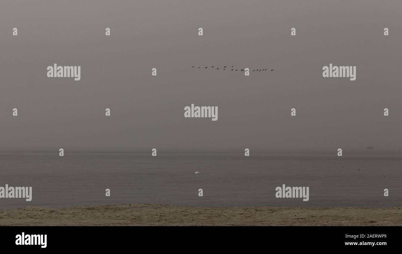 Una nebbia, grigio e nuvoloso giorno presso la spiaggia di Malmö, Svezia. Un solitario swan è fuori sul mare calmo, uccelli sono volare nel cielo Foto Stock