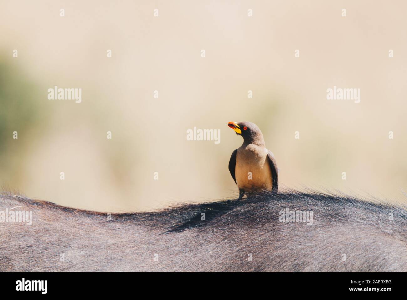 Un Yellow-Billed Oxpecker su un africano Buffalo Foto Stock